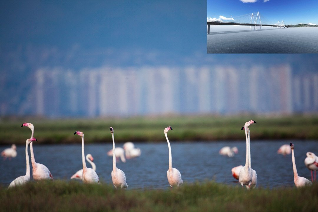 İzmir Körfezi Geçiş Otobanı ile ilgili tartışmalar büyüyor. Doğa Derneği,