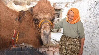 Muğla’nın Bodrum ilçesinde deve besleyen ve sezonun tüm güreşlerini yerinde