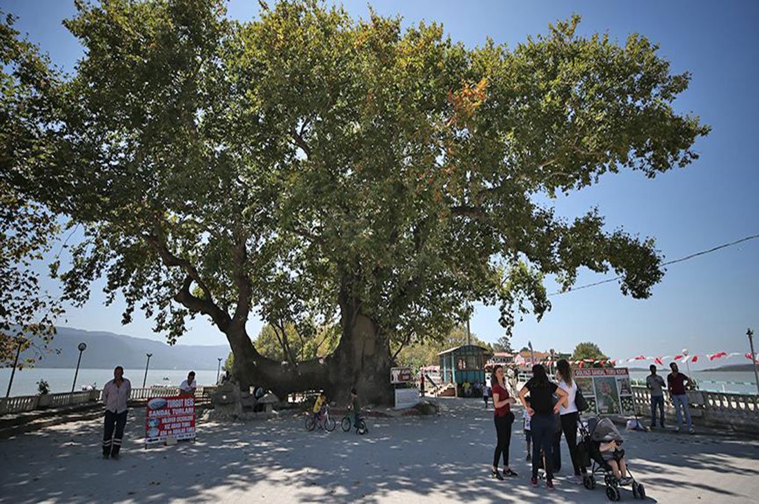 çınar Tourmag tourmag-cinar