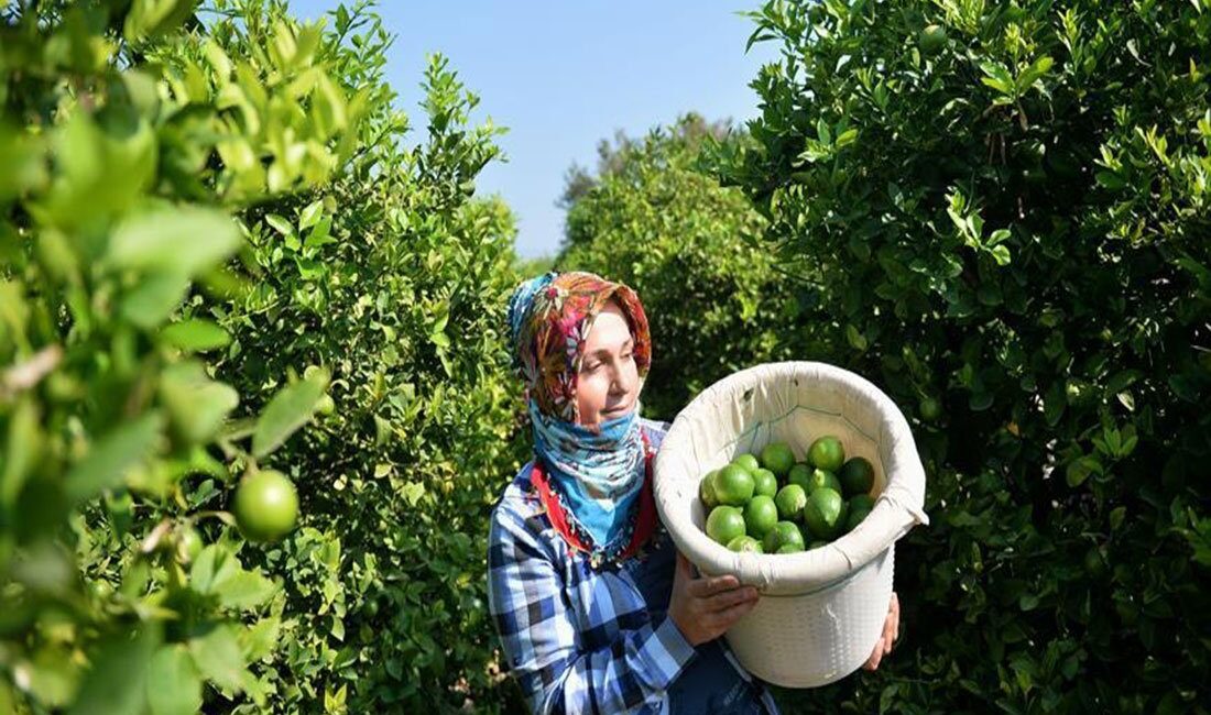Türkiye’nin limon üretiminde ilk sırada yer alan Mersin’de, erkenci cins