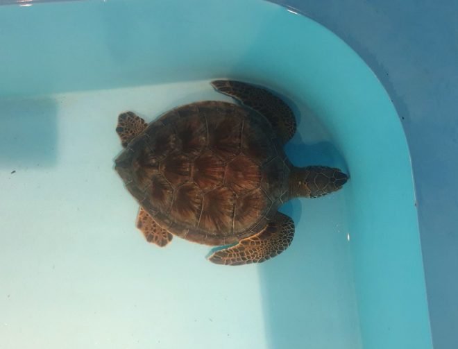 tourmag-caretta-caretta