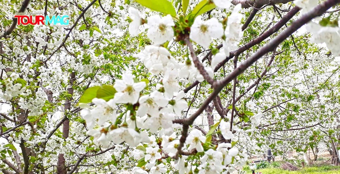 Son yıllarda dünyada bir numaraya yerleşen Türk kirazı için yabancı