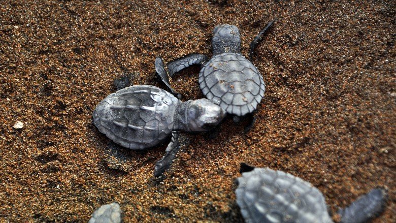 Muğla’nın Ortaca ilçesindeki İztuzu Kumsalı’nda yumurtadan çıkan caretta caretta yavrularının