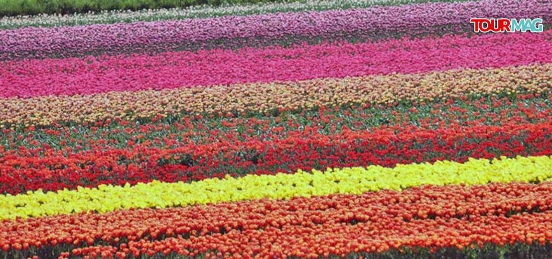 Hollanda’da baharın gelmesiyle açan laleler, tarlaları türlü renklere büründürdü. Dünyada