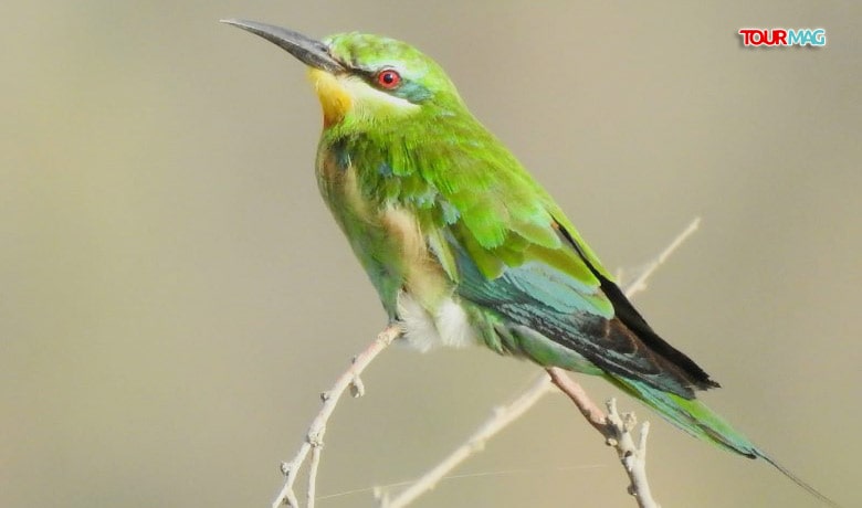 Migration bird counting has started at Beshbarmag mountain in Azerbaijan