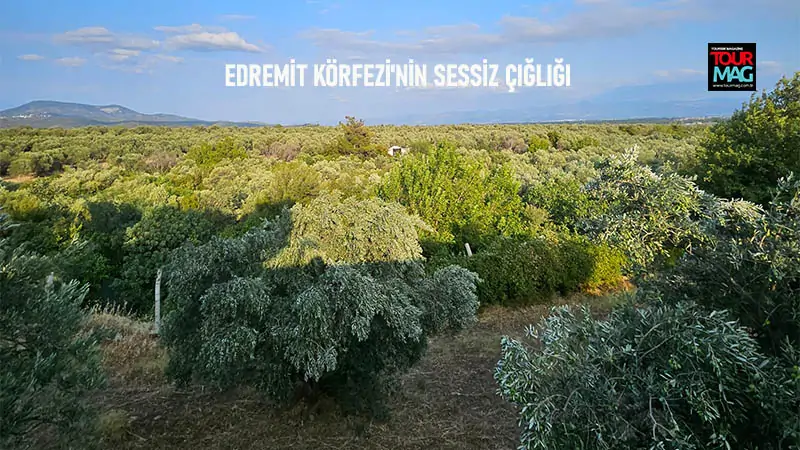 Kaz Dağları’nın eteğinde, bir zamanlar zeytin ağaçlarının gölgesinde ineklerin otladığı,